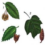 Аструм Настой Бук (Astrum Beech)